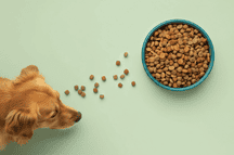 Alimento para perros