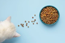 Alimento para gatos